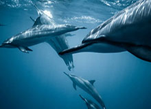 山东魏桥·向尚运动俱乐部挺进乒超男团决赛